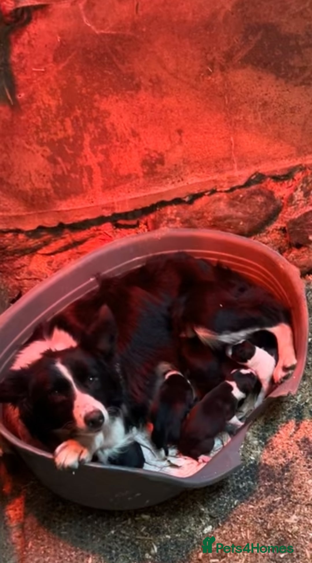 Border Collie dogs for sale: Collie pups  - Image 7