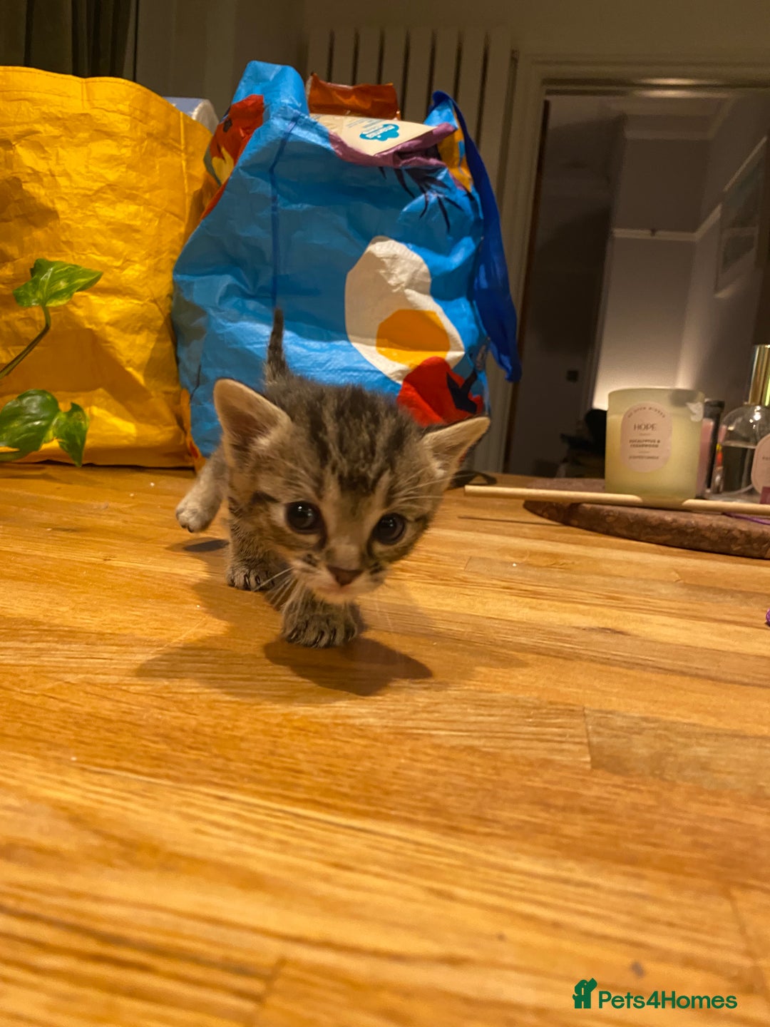 Mixed Breed cats for sale: 5 kittens for sale - 3 boys and 3 girls  - Image 4