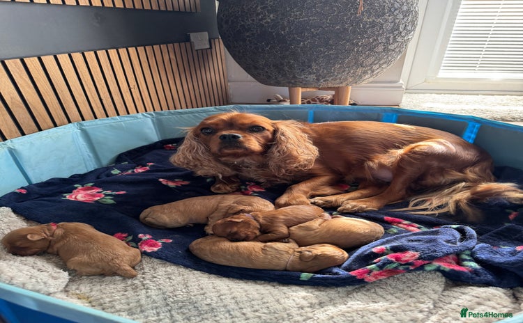 Cavapoo dogs - Advert 6