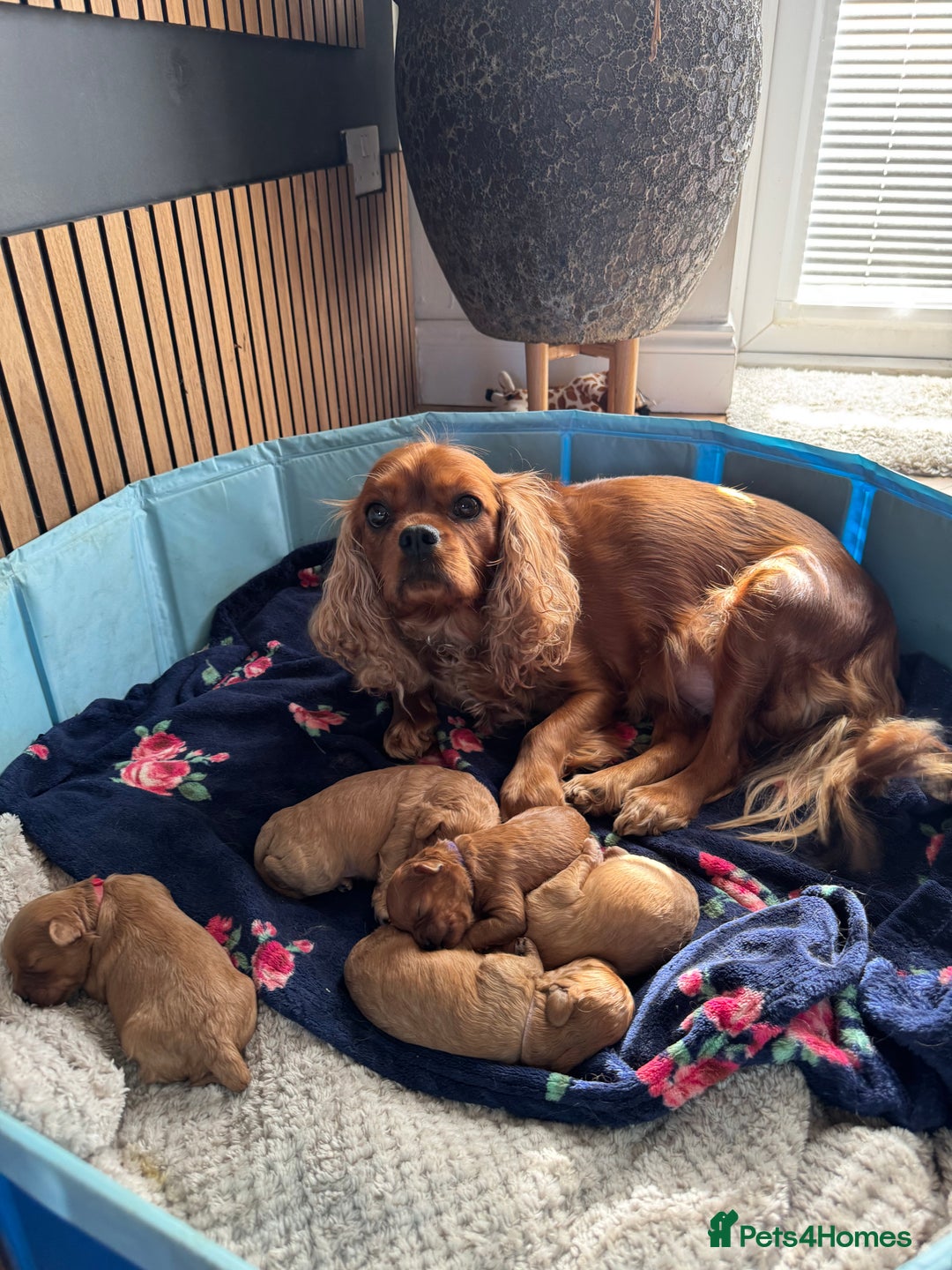 Cavapoo dogs for sale: Cavapoo puppies  - Image 1