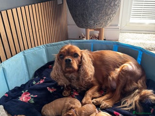 Cavapoo dogs - Advert 2