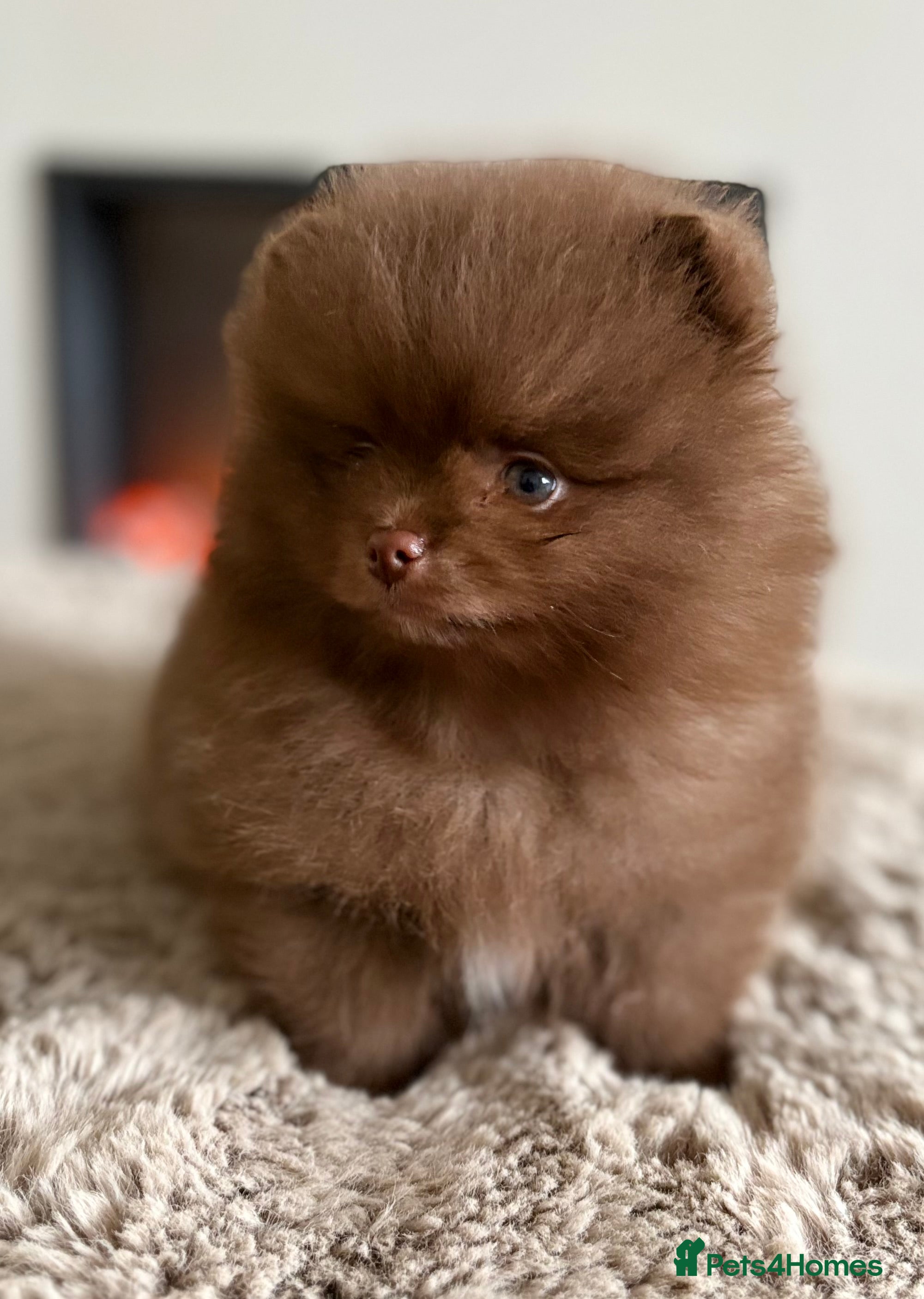 Pomeranian dogs True type Pom puppy’s KC READY TO GO🐾🤎🥰🤩🐾 - Advert 6