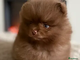 Pomeranian dogs True type Pom puppy’s KC READY TO GO🐾🤎🥰🤩🐾 - Advert 6