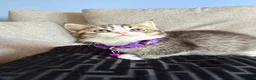 Scottish Fold cats for sale:  *2 Last boys left Pure Scottish Straight  - Advert 19