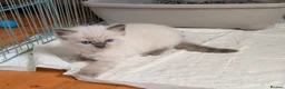 Ragdoll cats for sale: Stunning Colour Point and Bicolour Ragdoll Kittens - Advert 8