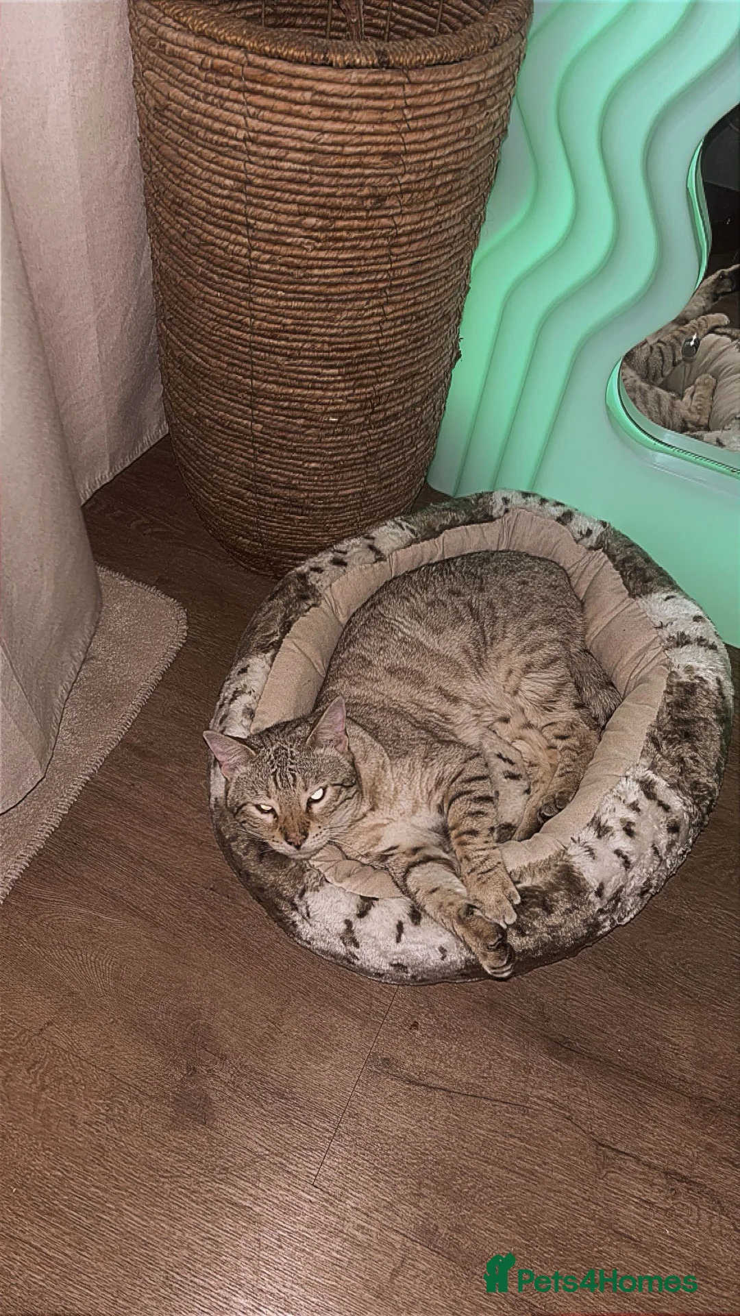 Bengal cats for sale: Moon the Snow Lynx Bengal - Advert 5