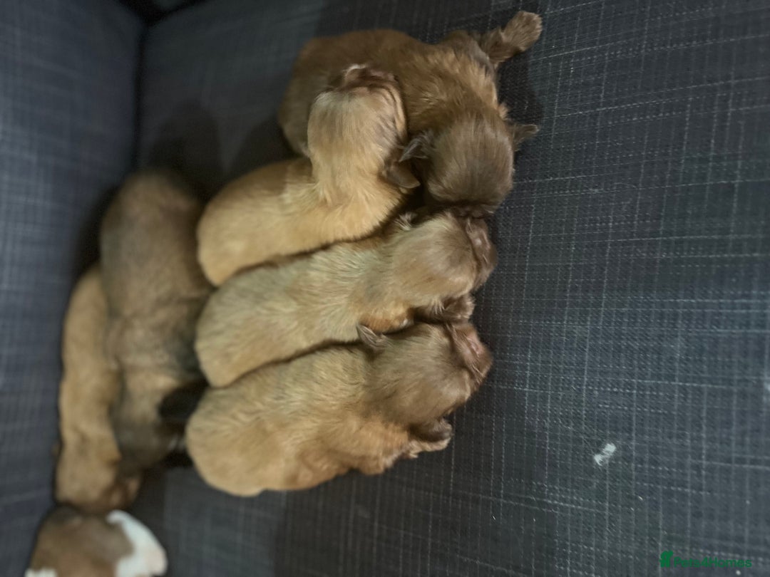 Shih Tzu dogs for sale: Beautiful litter or imperial Shih Tzu puppies  - Advert 21