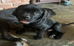 Cane Corso dogs for sale: Full Cane Corso, 1 Black Male remaining  in Newark - Image 34