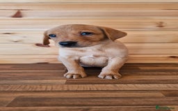 Labrador Retriever dogs for sale: ONLY 1 BEAUTIFUL KC FOX RED GIRL LAB AVAILABLE - Image 2