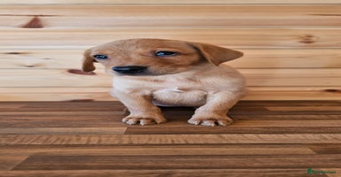 Labrador Retriever dogs - Advert 11