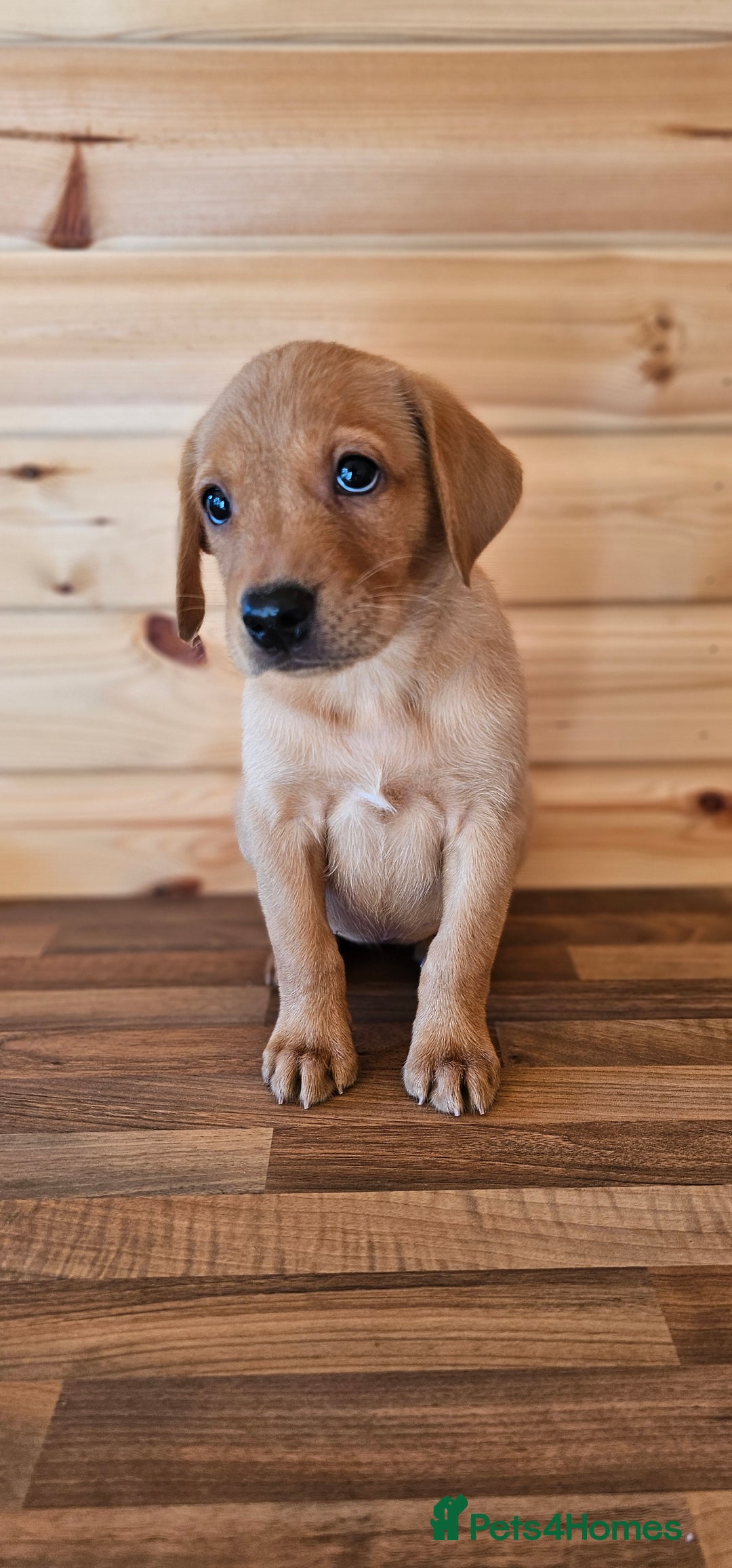 Labrador Retriever dogs for sale: ONLY 1 BEAUTIFUL KC FOX RED GIRL LAB AVAILABLE - Image 2