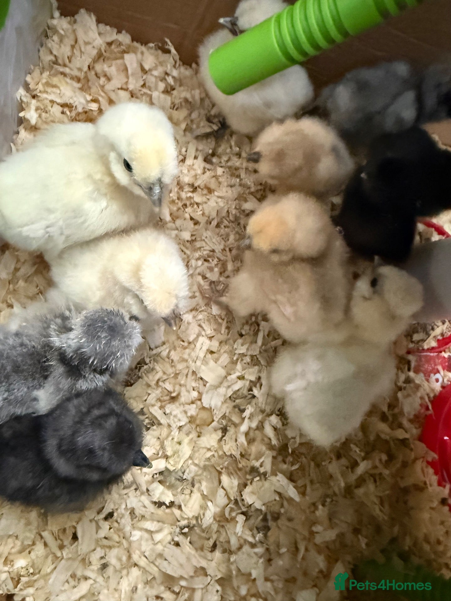 Chickens poultry for sale: Silkies chicken  - Advert 1