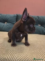 French Bulldog dogs KC Reg Frenchies fluffy carriers! 1BOY left - Advert 2