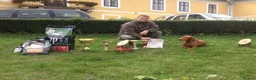 Hungarian Vizsla dogs for sale: Champion grade import vizslas puppies - Advert 3