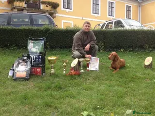 Hungarian Vizsla dogs OUTSTANDING KC Import vizslas puppies - Advert 5