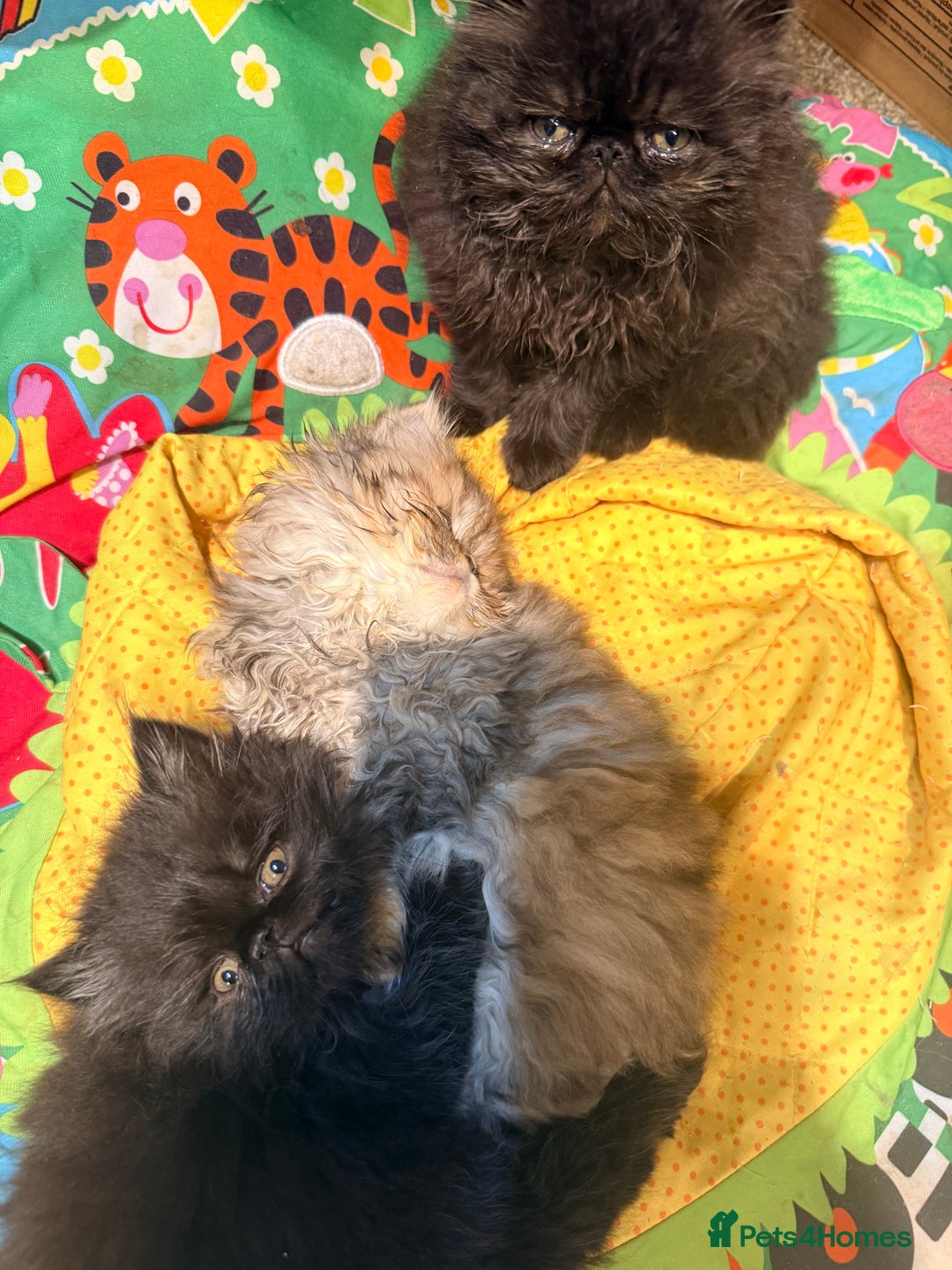 Persian cats for sale: Stunning GCCF reg Persians – Born Halloween 2025  - Advert 11