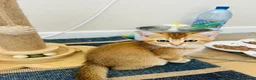 Scottish Fold cats for sale: BEAUTIFUL KITTENS LOOKING FOR THEIR FOREVER HOMES! - Advert 4