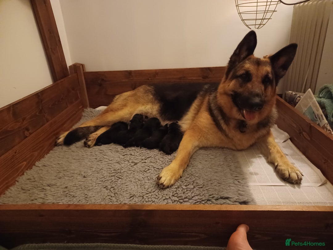 German Shepherd dogs for sale: 2 Beautiful Female German Shepherd Puppies - Image 11