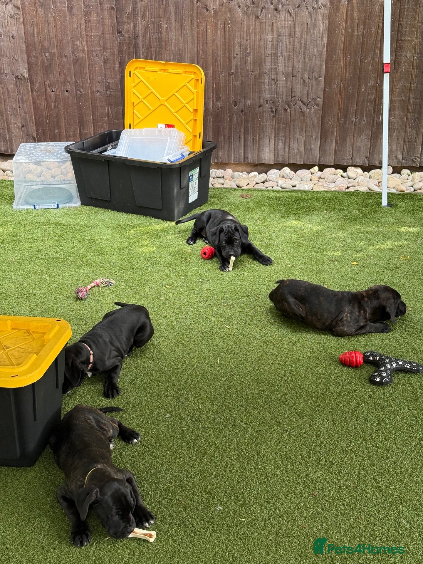 Cane Corso dogs Cane corso puppies - Advert 2