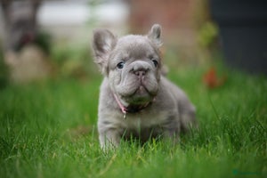 French Bulldog dogs French bulldog puppies. - Advert 9