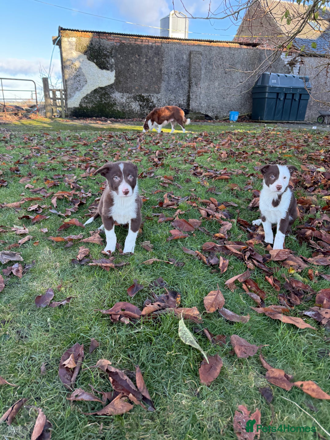 Border Collie dogs for sale: Red & White Border Collie Puppies - Advert 6