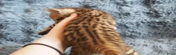 Bengal cats for sale: Silver, Snow Lynx & Brown Rosette Bengals - Advert 18