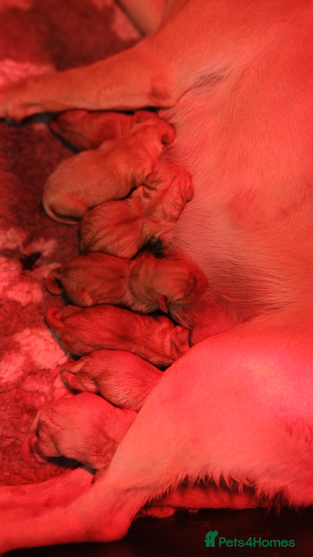 Labrador Retriever dogs for sale: KC REGISTERED YELLOW LABRADOR PUPPIES FOR SALE  - Image 7