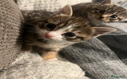 Mixed Breed cats for sale: Mixed breed kittens for sale  - Image 6