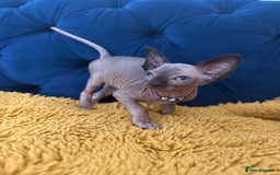 Sphynx cats for sale: Last FEMALE AVAILIBLE NOW!Parents HCM Clear  - Image 6