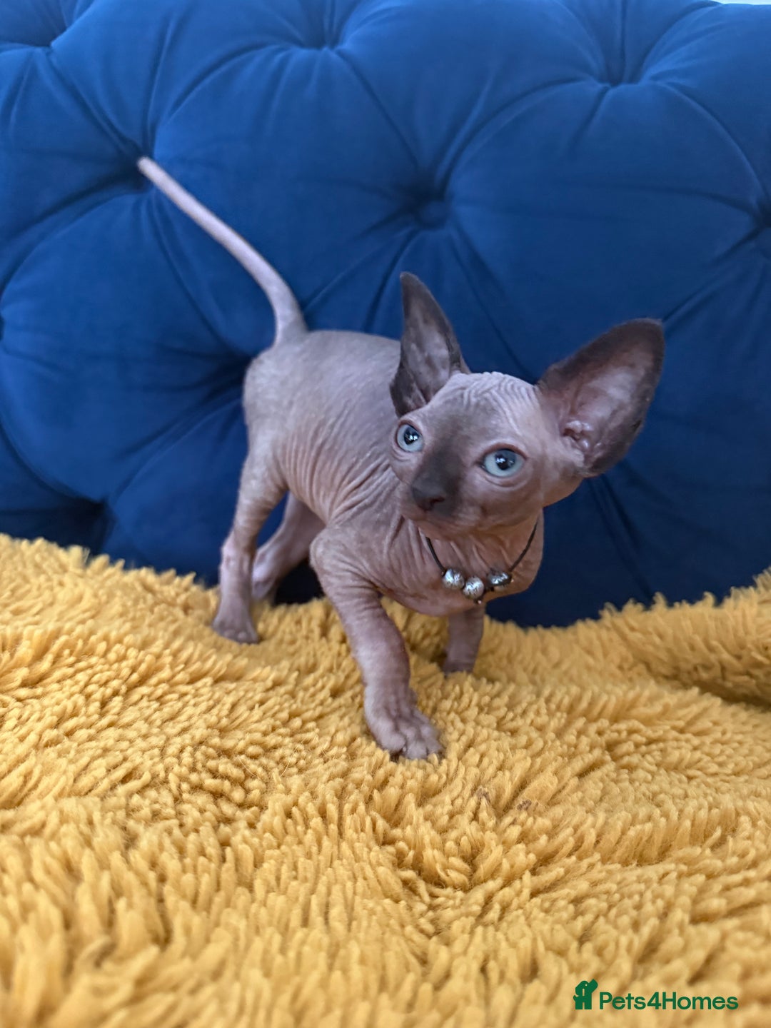 Sphynx cats for sale: Last FEMALE AVAILIBLE NOW!Parents HCM Clear  - Image 6