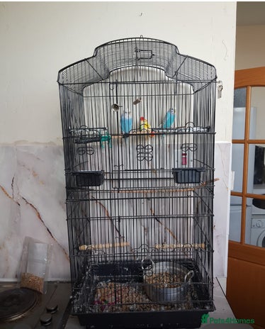Budgerigars birds - Advert 20