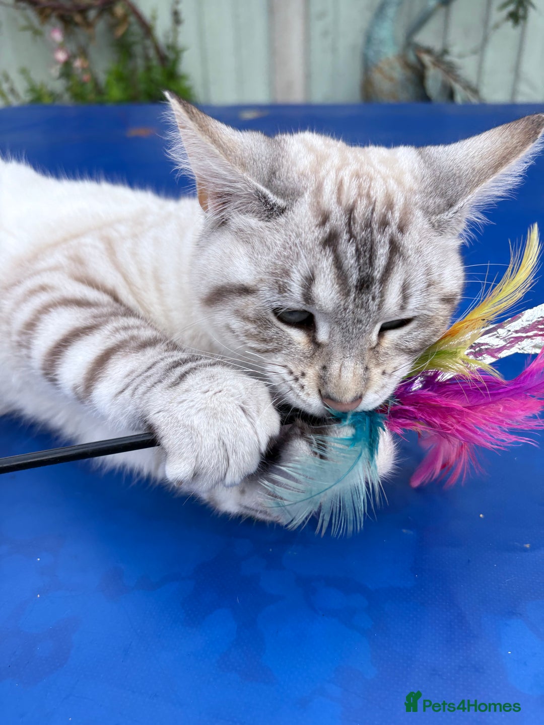 Savannah cats for sale: Breath taking rare girl - Image 27