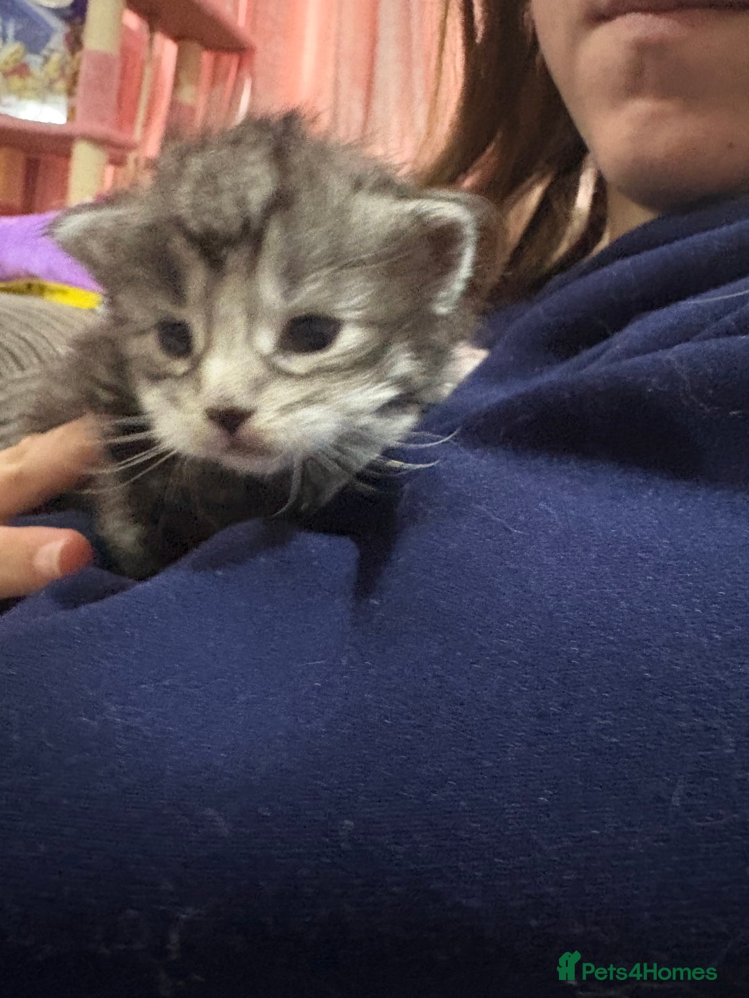 Maine Coon cats for sale: Beautiful Black/silver mackerel  tabby Maine coons - Advert 11