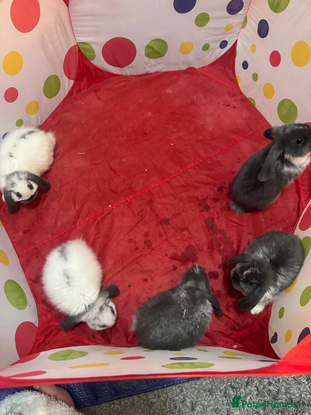 Mixed Breed rabbits for sale: Lop eared bunnies  - Advert 2