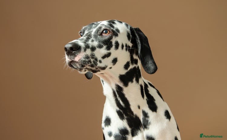 Dalmatian dogs - Advert 1