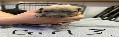 Whippet Puppy 6