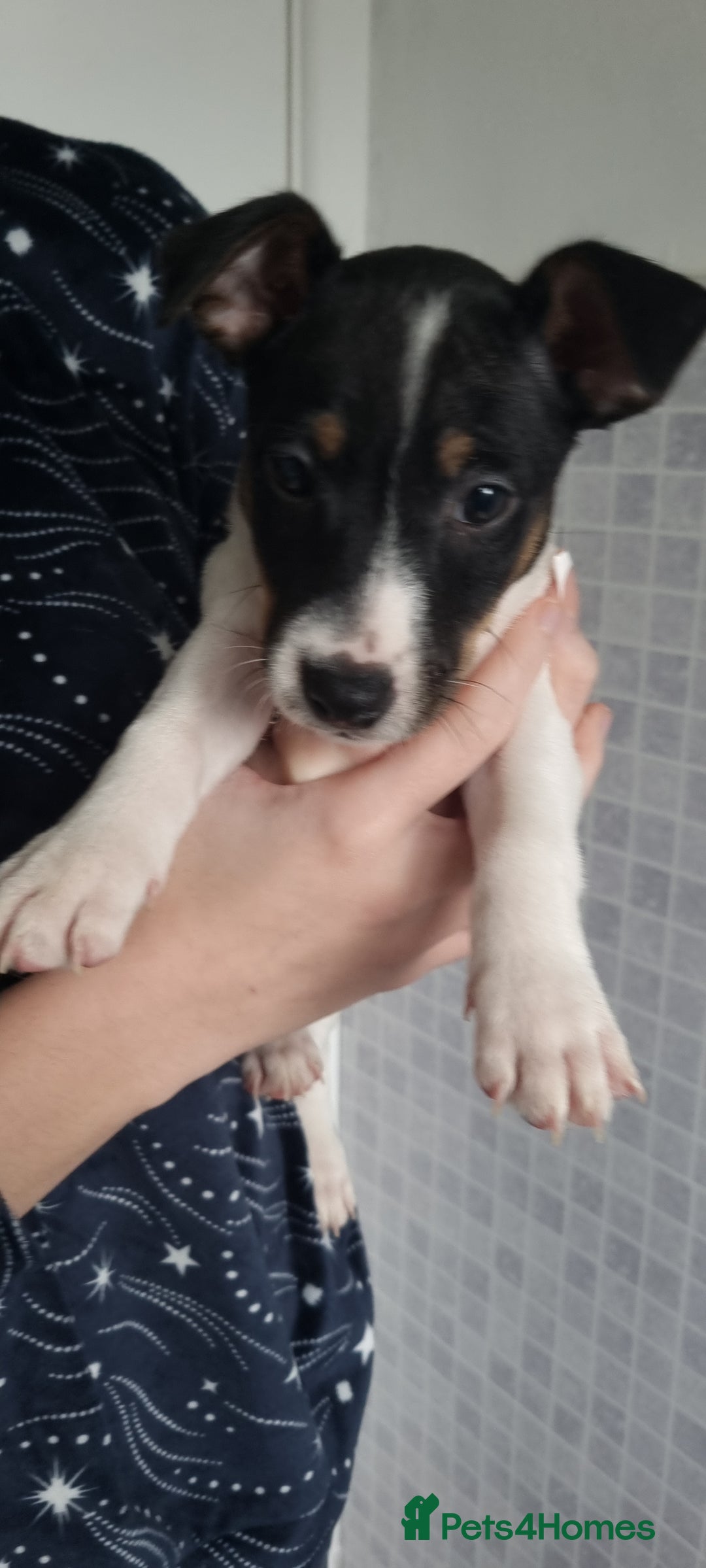 Jack Russell dogs for sale: Jack Russel puppies  - Advert 20