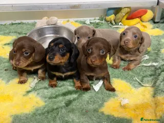Dachshund dogs 4 mini dachshund - Advert 1