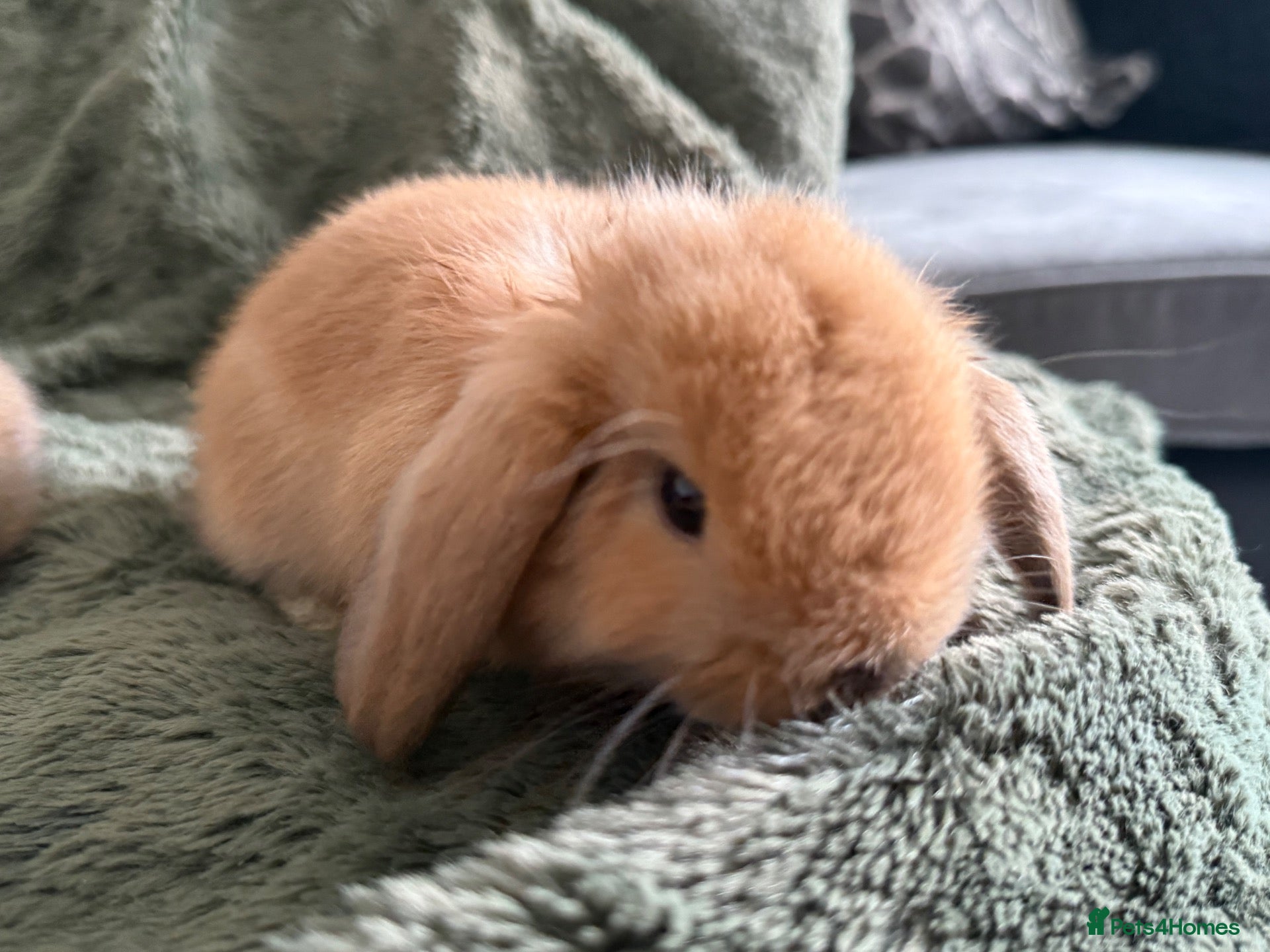Mini Lop rabbits for sale: Beautiful Mini Lops to reserve  - Advert 2