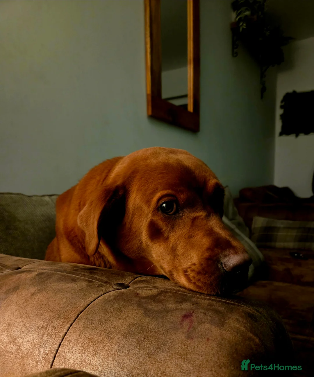 Labrador Retriever dogs for sale: Dark Fox Red Labrador Puppies - Advert 9