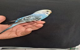 Budgerigars birds for sale: Silly hand tamed baby budgies for sale  - Image 18