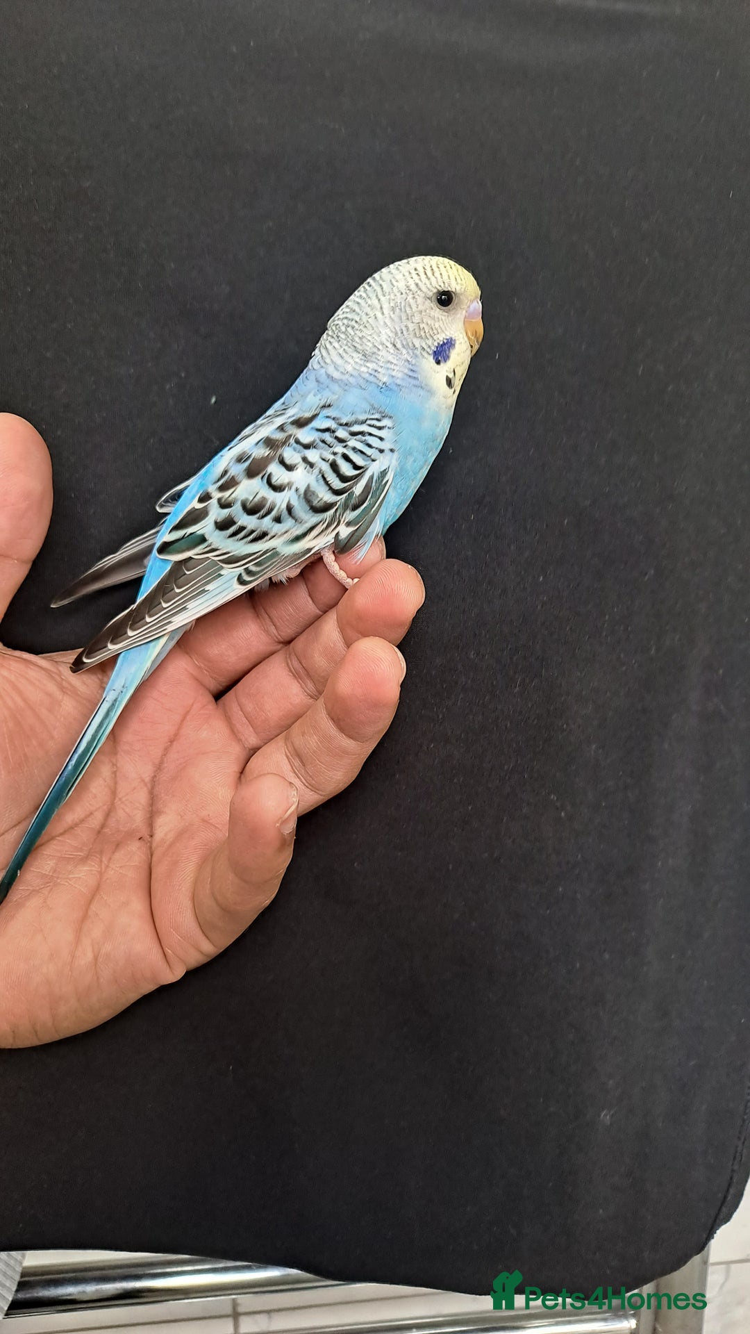 Budgerigars birds for sale: Silly hand tamed baby budgies for sale  - Image 18