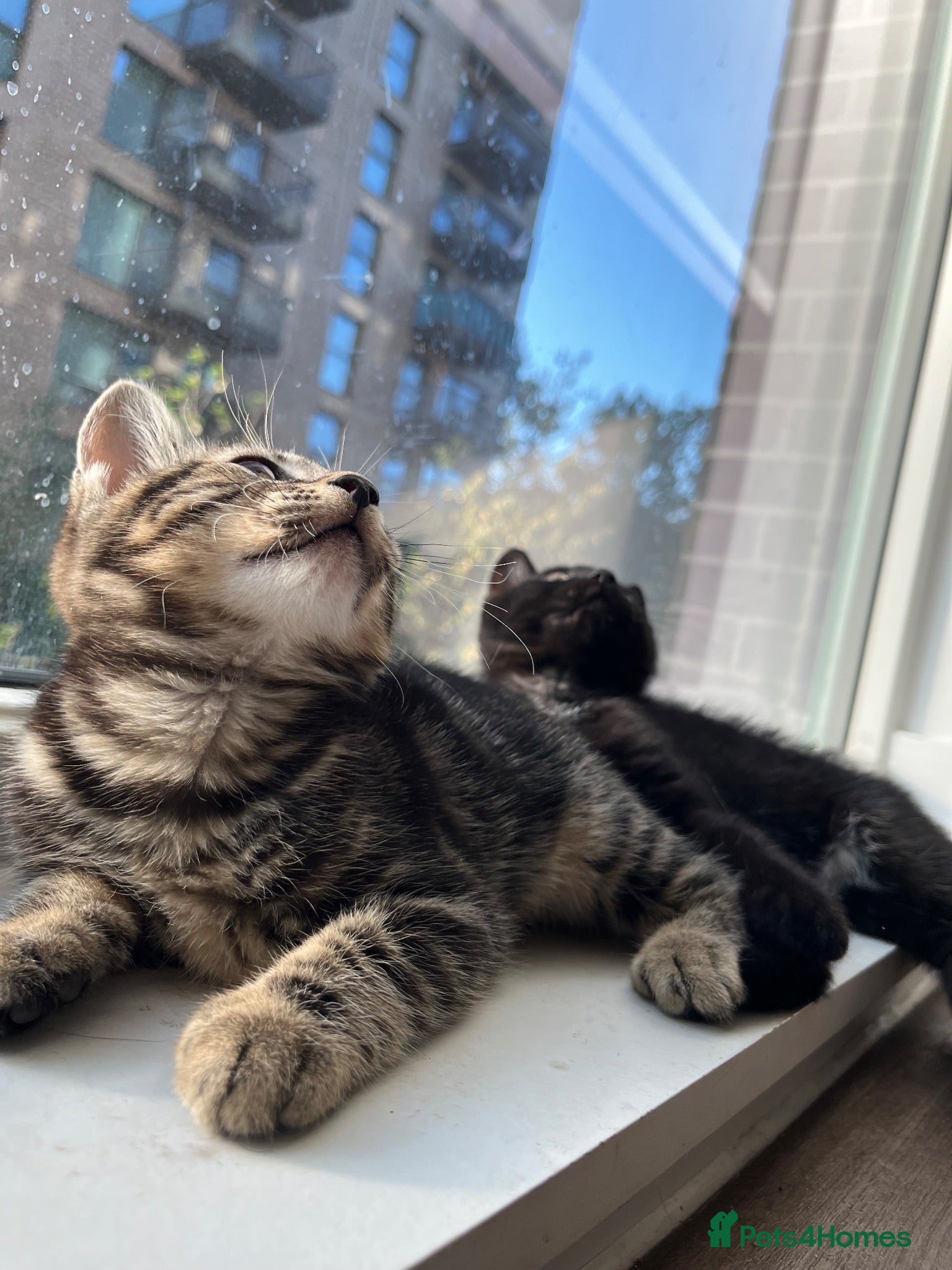 British Shorthair cats Black tabby kitten available  - Advert 9