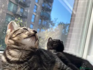 British Shorthair cats Black tabby kitten available - Advert 9