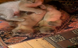 Burmese cats for sale: Exquisite Tonkdolls - Image 22