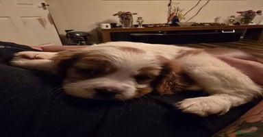 Cavalier King Charles Spaniel dogs Adorable Puppies only two left Looking for Homes! - Advert 9