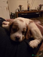 Cavalier King Charles Spaniel dogs Adorable Puppies only two left Looking for Homes! - Advert 9