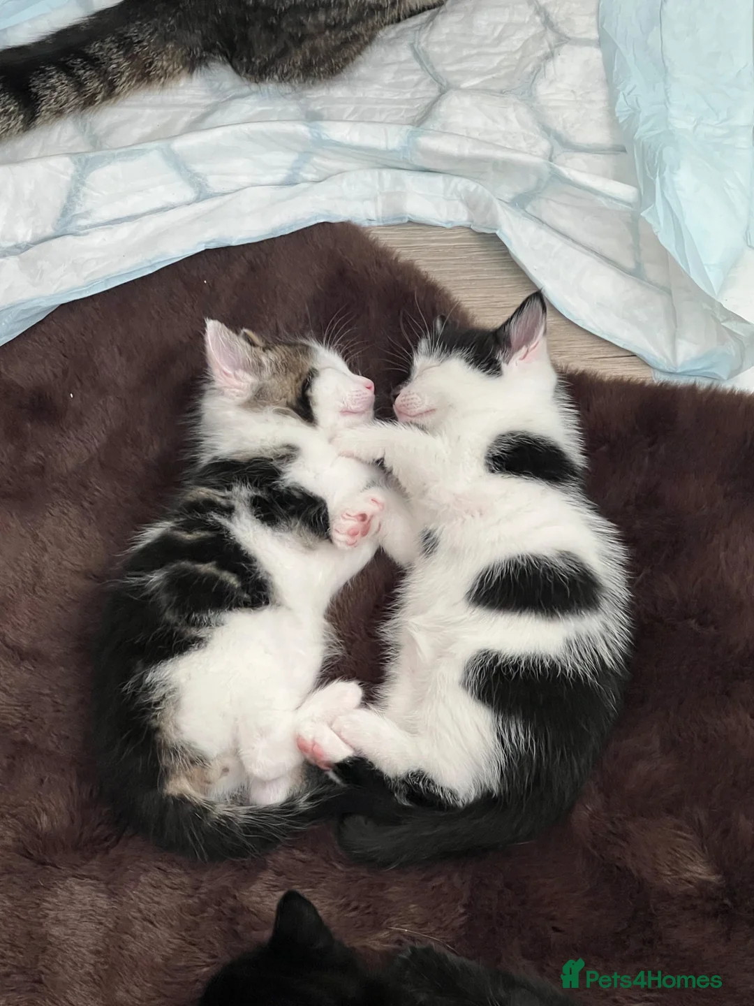 British Shorthair cats for sale: British shorthair kittens - Advert 1