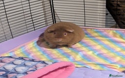 Guinea Pig rodents for sale: 2 female guinea pigs needing new home, - Image 5