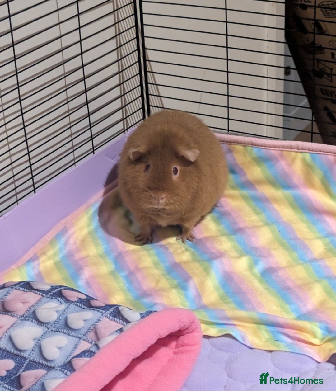 Guinea Pig rodents for sale: 2 female guinea pigs needing new home, - Image 5